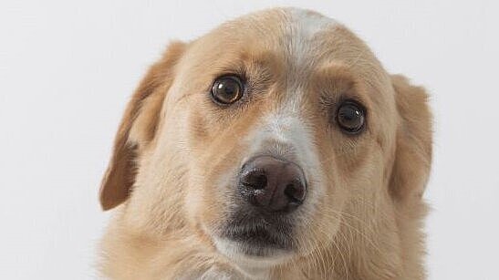 Galeriehund Bella